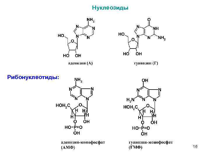 Нуклеозиды Рибонуклеотиды: 16 9 