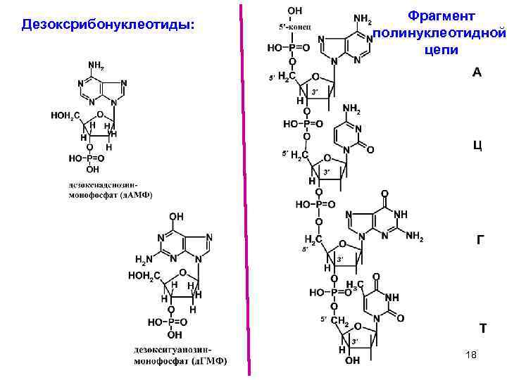 Дезоксрибонуклеотиды: Фрагмент полинуклеотидной цепи 18 