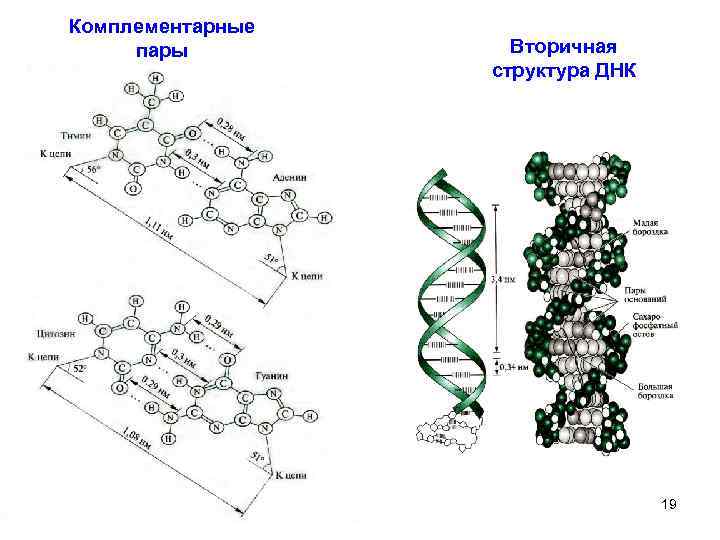 Комплементарные пары Вторичная структура ДНК 19 