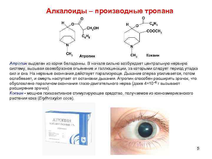 Алкалоиды – производные тропана Атропин выделен из корня беладонны. В начале сильно возбуждает центральную