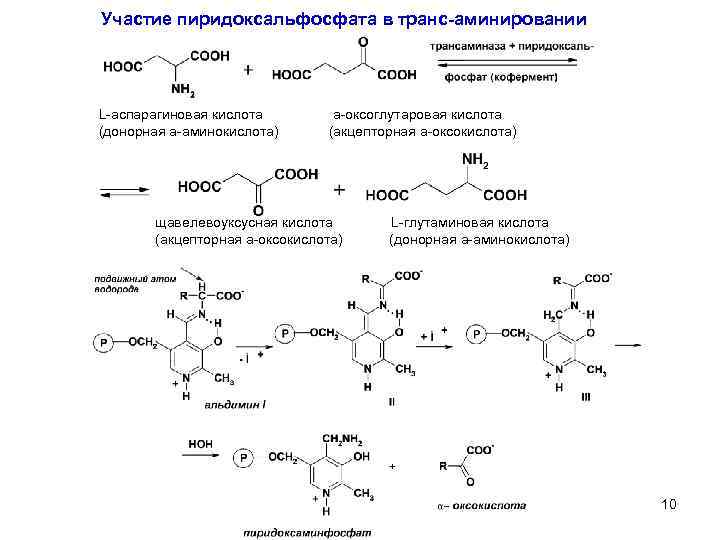 Участие пиридоксальфосфата в транс-аминировании L-аспарагиновая кислота a-оксоглутаровая кислота (донорная a-аминокислота) (акцепторная a-оксокислота) щавелевоуксусная кислота