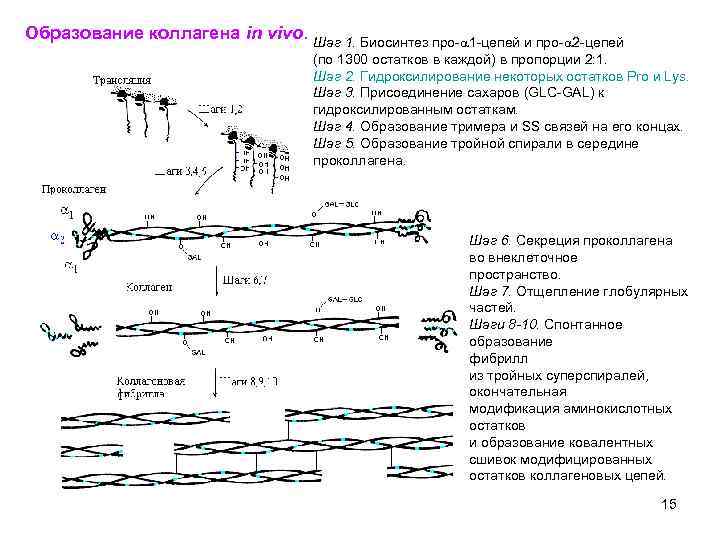 Образование коллагена in vivo. Шаг 1. Биосинтез про-a 1 -цепей и про-a 2 -цепей