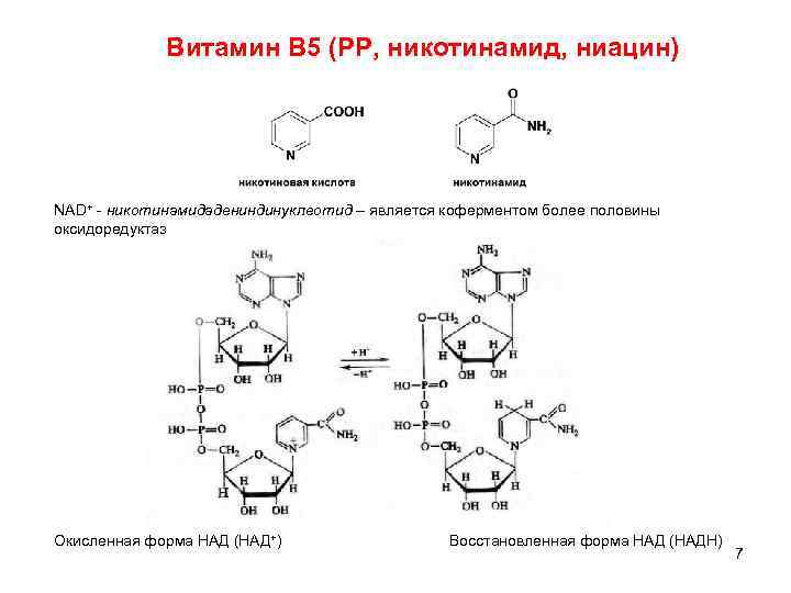 Витамин В 5 (РР, никотинамид, ниацин) NAD+ - никотинамидадениндинуклеотид – является коферментом более половины