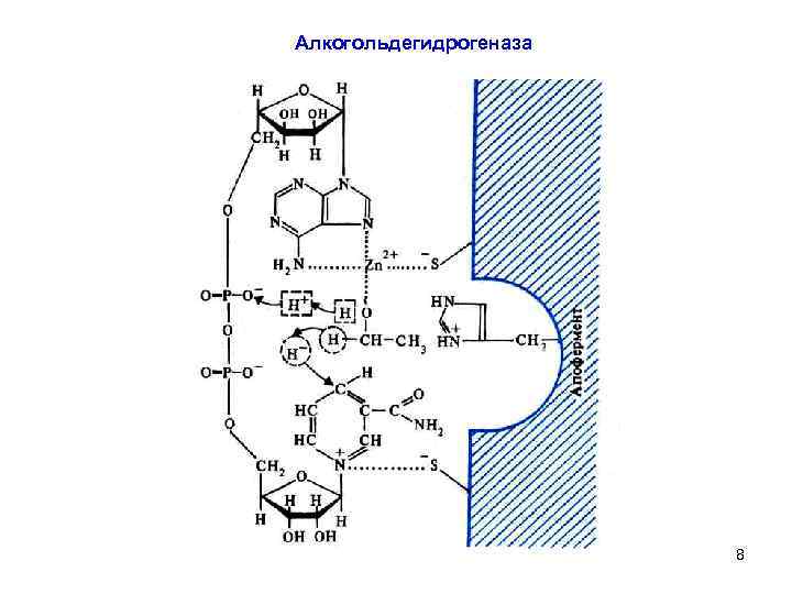 Алкогольдегидрогеназа 8 