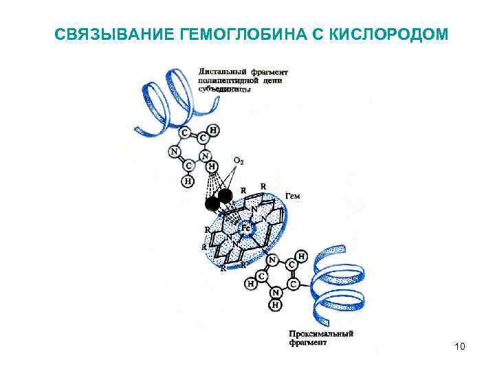 СВЯЗЫВАНИЕ ГЕМОГЛОБИНА С КИСЛОРОДОМ 10 