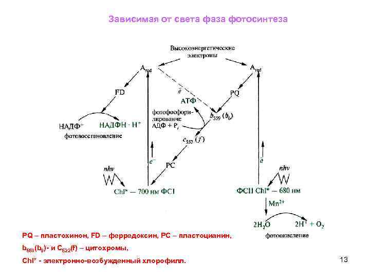 Зависимая от света фаза фотосинтеза PQ – пластохинон, FD – ферредоксин, РС – пластоцианин,