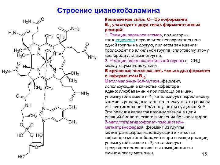 Строение цианокобаламина Ковалентная связь C—Co кофермента B 12 участвует в двух типах ферментативных реакций: