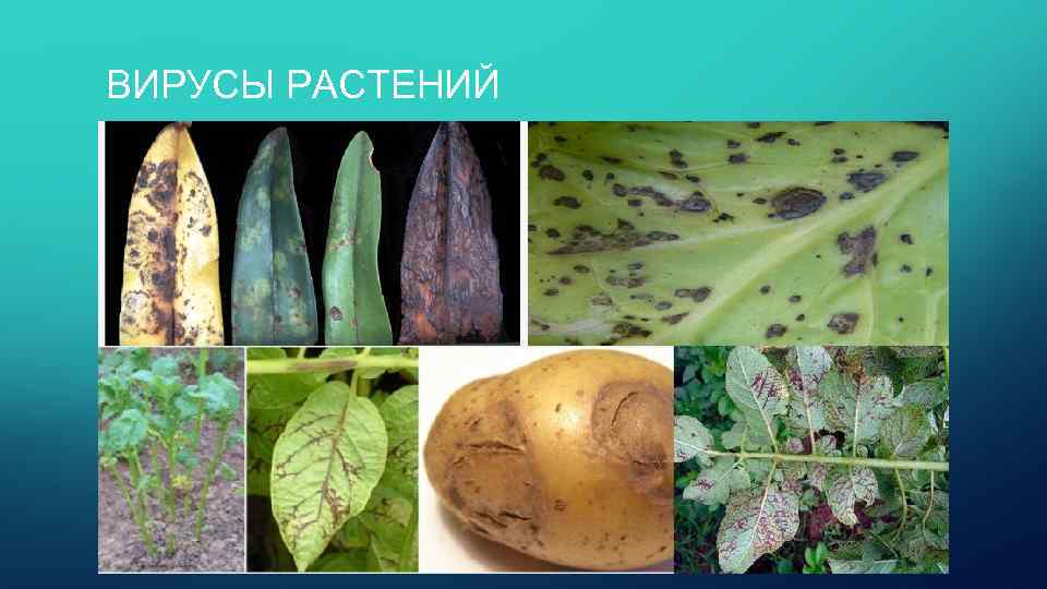 ВИРУСЫ РАСТЕНИЙ 