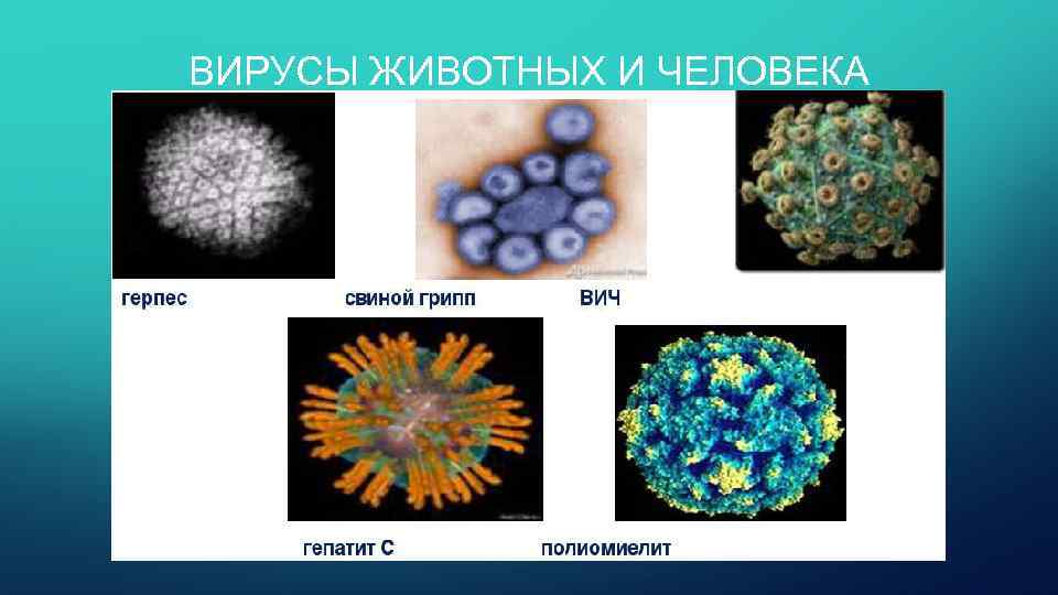 ВИРУСЫ ЖИВОТНЫХ И ЧЕЛОВЕКА 