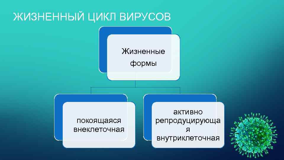 ЖИЗНЕННЫЙ ЦИКЛ ВИРУСОВ Жизненные формы покоящаяся внеклеточная активно репродуцирующа я внутриклеточная 