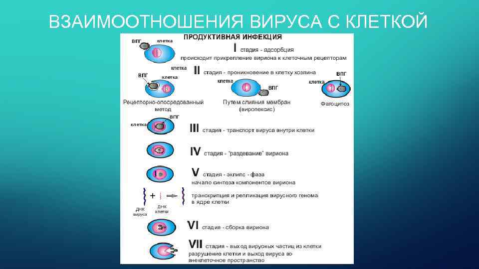 ВЗАИМООТНОШЕНИЯ ВИРУСА С КЛЕТКОЙ 