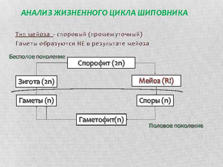 Анализ жизненного. Жизненный цикл шиповника.