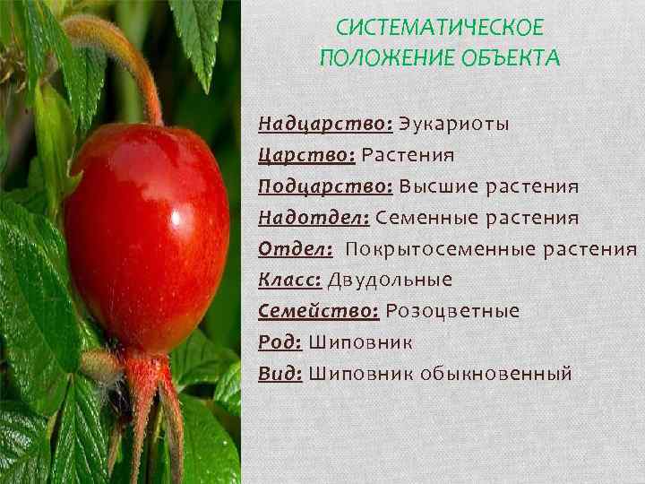СИСТЕМАТИЧЕСКОЕ ПОЛОЖЕНИЕ ОБЪЕКТА Надцарство: Эукариоты Царство: Растения Подцарство: Высшие растения Надотдел: Семенные растения Отдел: