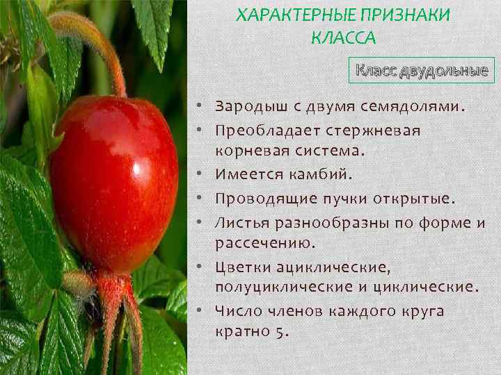 ХАРАКТЕРНЫЕ ПРИЗНАКИ КЛАССА Класс двудольные • Зародыш с двумя семядолями. • Преобладает стержневая корневая
