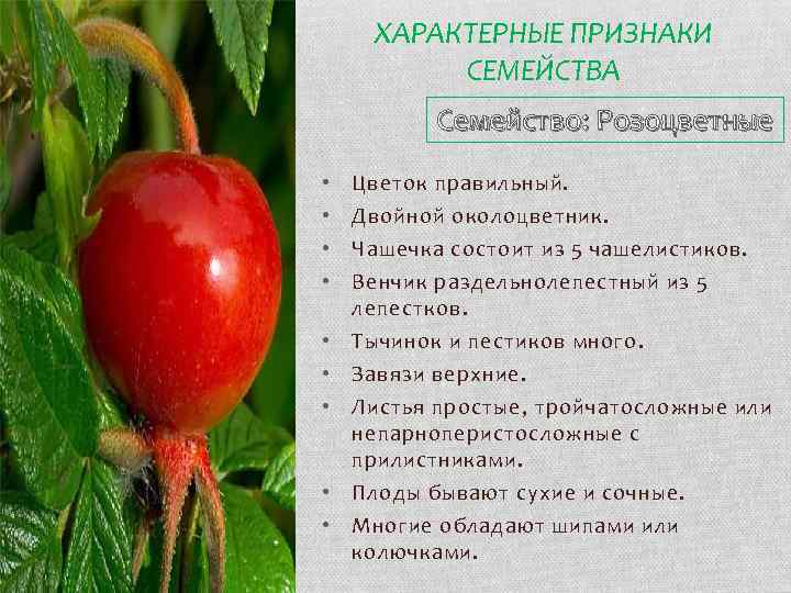 ХАРАКТЕРНЫЕ ПРИЗНАКИ СЕМЕЙСТВА Семейство: Розоцветные • • • Цветок правильный. Двойной околоцветник. Чашечка состоит