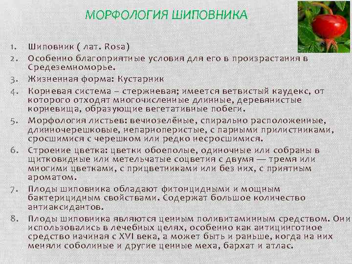 МОРФОЛОГИЯ ШИПОВНИКА 1. 2. 3. 4. 5. 6. 7. 8. Шиповник ( лат. Rosa)