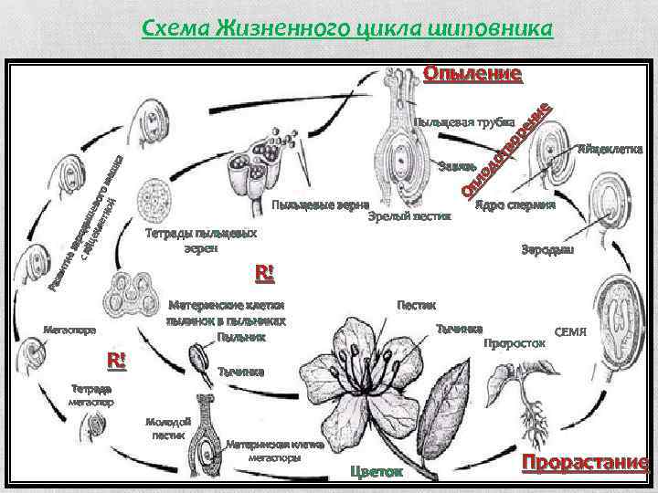 Цикл развития цветка