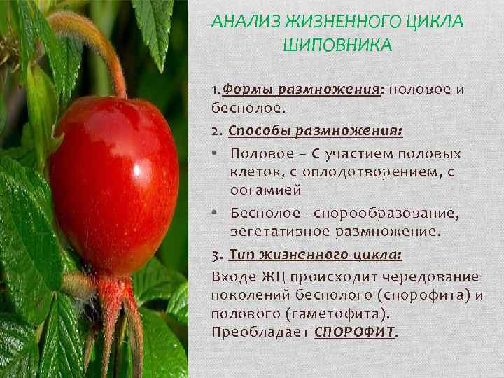 АНАЛИЗ ЖИЗНЕННОГО ЦИКЛА ШИПОВНИКА 1. Формы размножения: половое и бесполое. 2. Способы размножения: •