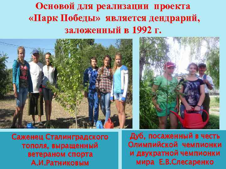 Основой для реализации проекта «Парк Победы» является дендрарий, заложенный в 1992 г. Саженец Сталинградского