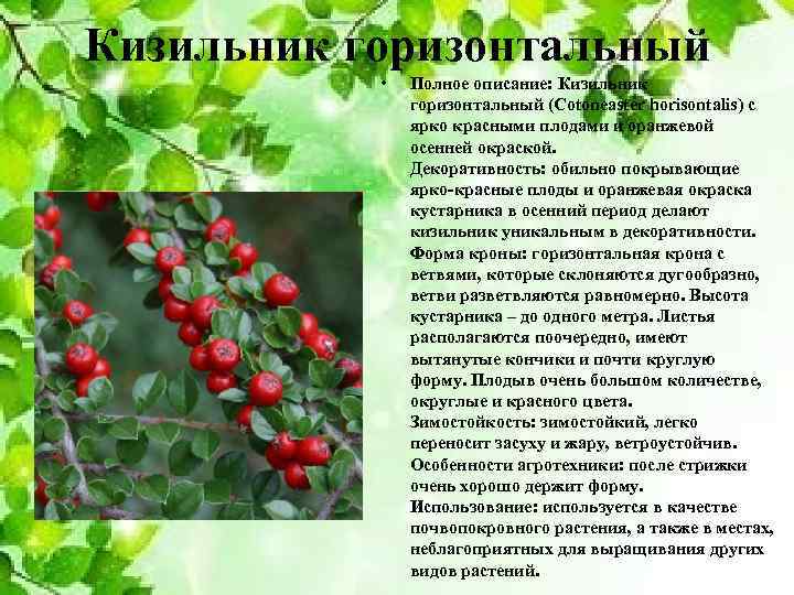 Кизильник горизонтальный • Полное описание: Кизильник горизонтальный (Cotoneaster horisontalis) с ярко красными плодами и