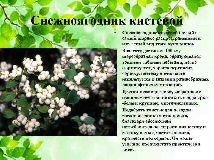 Снежноягодник кистевой • • Снежноягодник кистевой (белый) – самый широко распространенный и известный вид