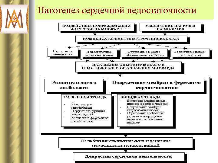 Патогенез сердечной недостаточности 