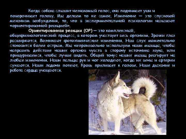 Когда собака слышит незнакомый голос, она поднимает уши и поворачивает голову. Мы делаем то