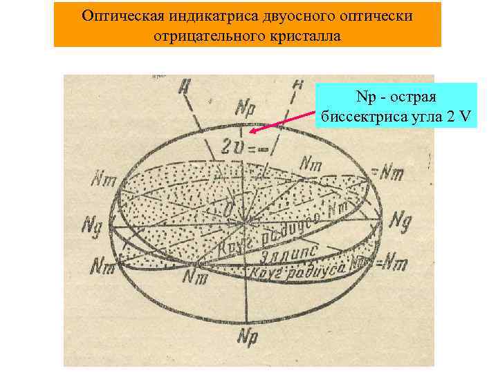 Оптическая индикатриса двуосного оптически отрицательного кристалла Np - острая биссектриса угла 2 V 