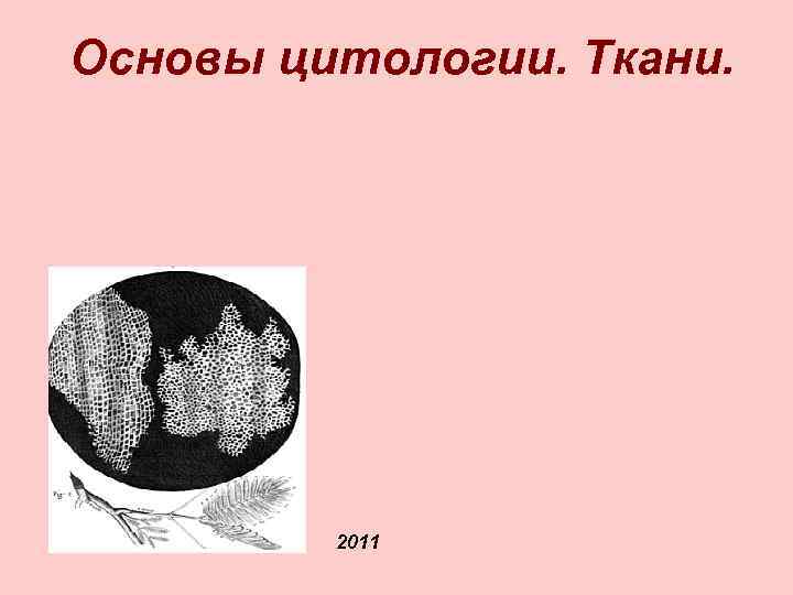 Основы цитологии. Ткани. 2011 