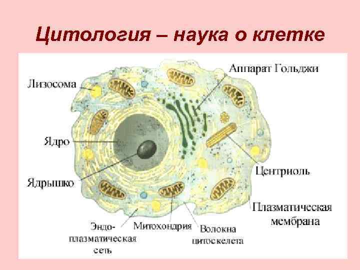 Цитология – наука о клетке 