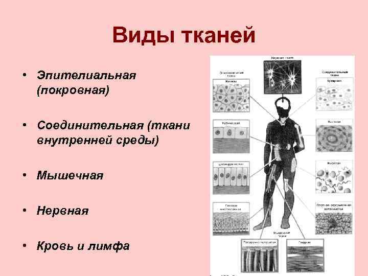 Виды тканей • Эпителиальная (покровная) • Соединительная (ткани внутренней среды) • Мышечная • Нервная