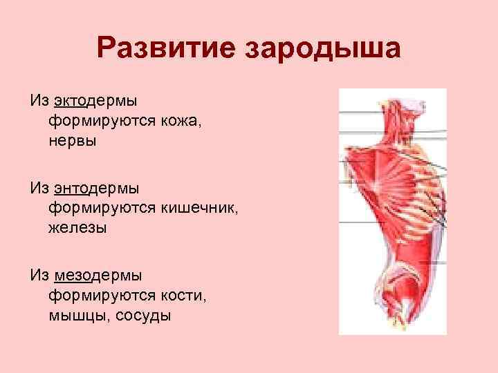 Развитие зародыша Из эктодермы формируются кожа, нервы Из энтодермы формируются кишечник, железы Из мезодермы