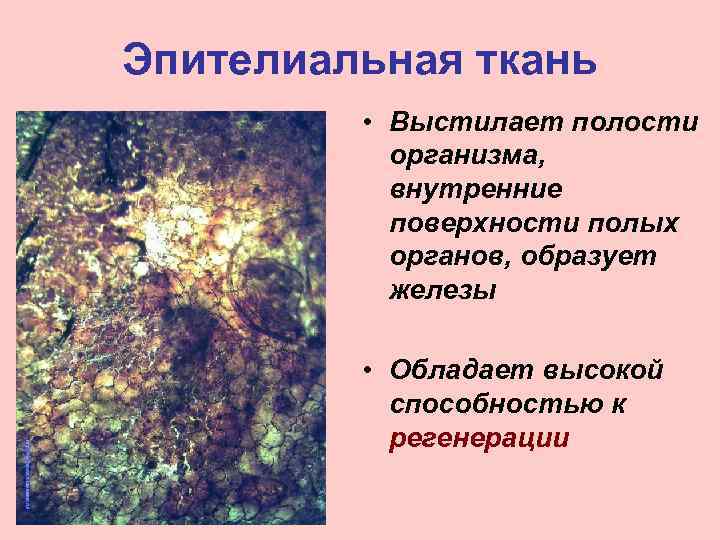 Эпителиальная ткань • Выстилает полости организма, внутренние поверхности полых органов, образует железы • Обладает