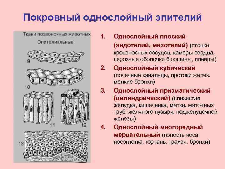 Покровный однослойный эпителий 1. Однослойный плоский (эндотелий, мезотелий) (стенки кровеносных сосудов, камеры сердца, серозные