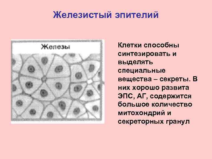 Железистый эпителий Клетки способны синтезировать и выделять специальные вещества – секреты. В них хорошо