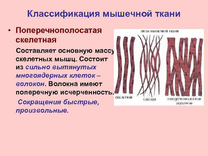 Классификация мышечной ткани • Поперечнополосатая скелетная Составляет основную массу скелетных мышц. Состоит из сильно