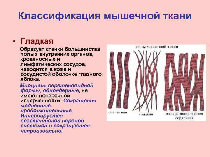 Классификация мышечной ткани • Гладкая Образует стенки большинства полых внутренних органов, кровеносных и лимфатических