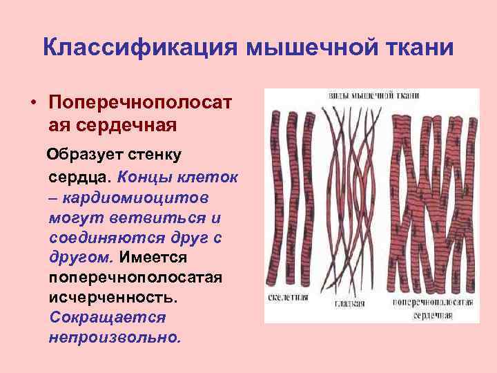 Классификация мышечной ткани • Поперечнополосат ая сердечная Образует стенку сердца. Концы клеток – кардиомиоцитов