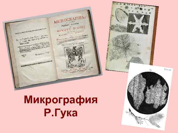 Микрография Р. Гука 