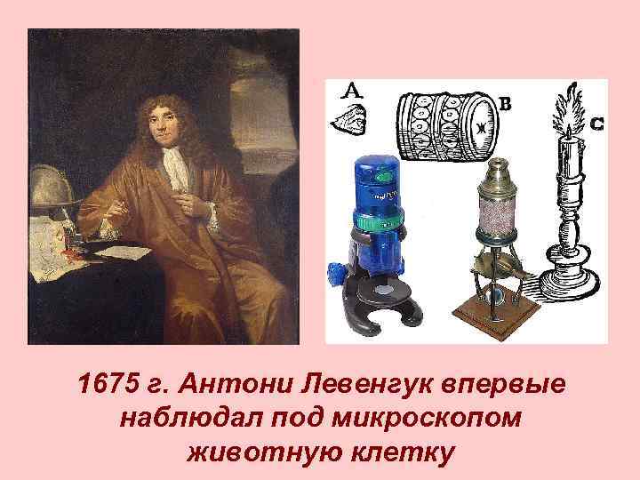 1675 г. Антони Левенгук впервые наблюдал под микроскопом животную клетку 