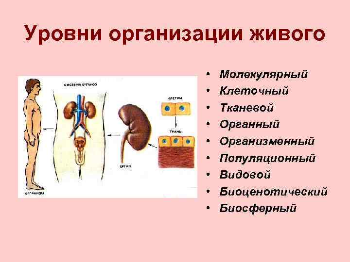 Уровни организации живого • • • Молекулярный Клеточный Тканевой Органный Организменный Популяционный Видовой Биоценотический