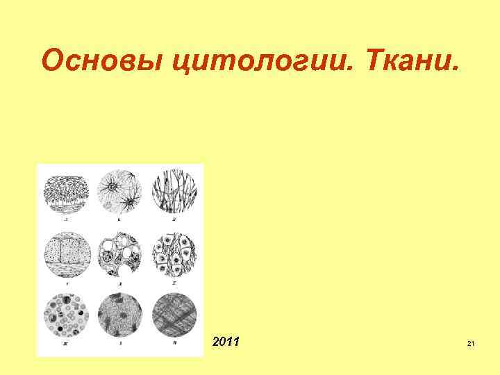 Основы цитологии. Ткани. 2011 21 