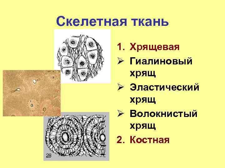 Скелетная ткань 1. Хрящевая Ø Гиалиновый хрящ Ø Эластический хрящ Ø Волокнистый хрящ 2.