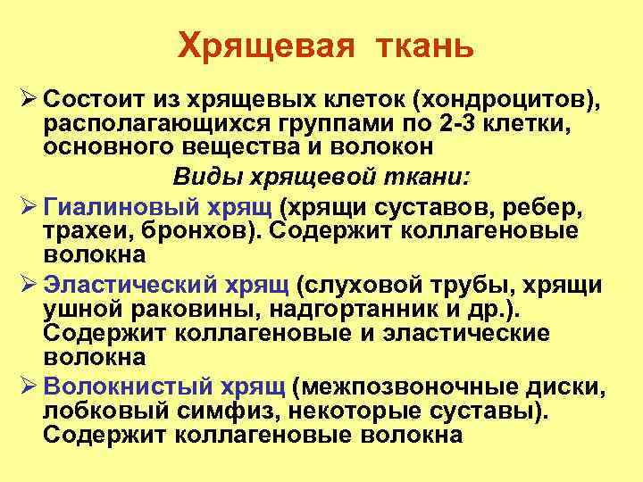 Хрящевая ткань Ø Состоит из хрящевых клеток (хондроцитов), располагающихся группами по 2 -3 клетки,