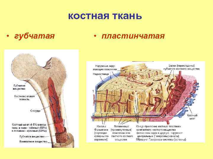 костная ткань • губчатая • пластинчатая 