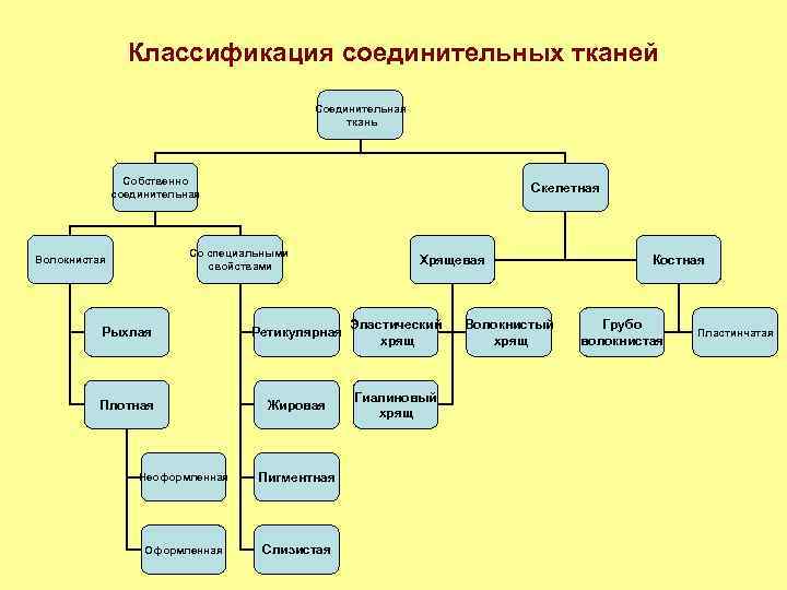 Классификация соединительных тканей Соединительная ткань Собственно соединительная Скелетная Со специальными свойствами Волокнистая Хрящевая Рыхлая