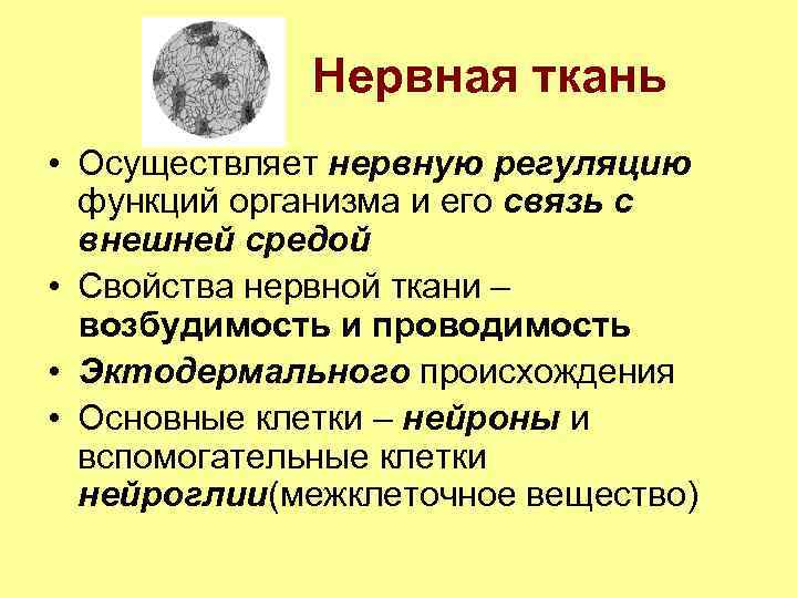 Нервная ткань • Осуществляет нервную регуляцию функций организма и его связь с внешней средой