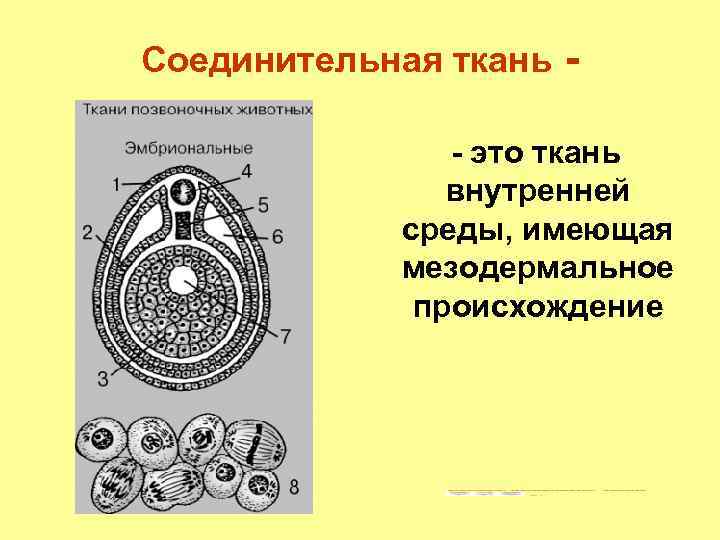 Соединительная ткань - - это ткань внутренней среды, имеющая мезодермальное происхождение 