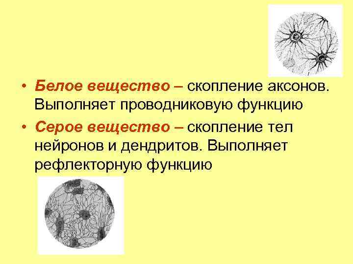  • Белое вещество – скопление аксонов. Выполняет проводниковую функцию • Серое вещество –