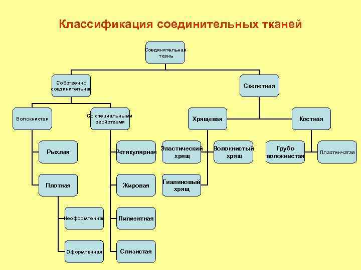 Классификация соединительных тканей Соединительная ткань Собственно соединительная Скелетная Со специальными свойствами Волокнистая Хрящевая Рыхлая